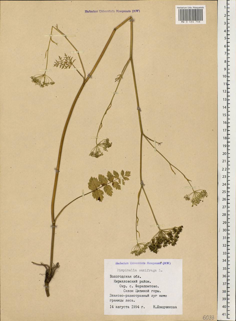 Pimpinella saxifraga L., Eastern Europe, Northern region (E1) (Russia)