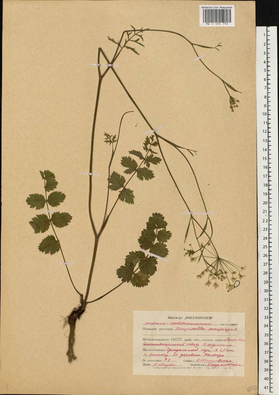 Pimpinella saxifraga L., Eastern Europe, Northern region (E1) (Russia)