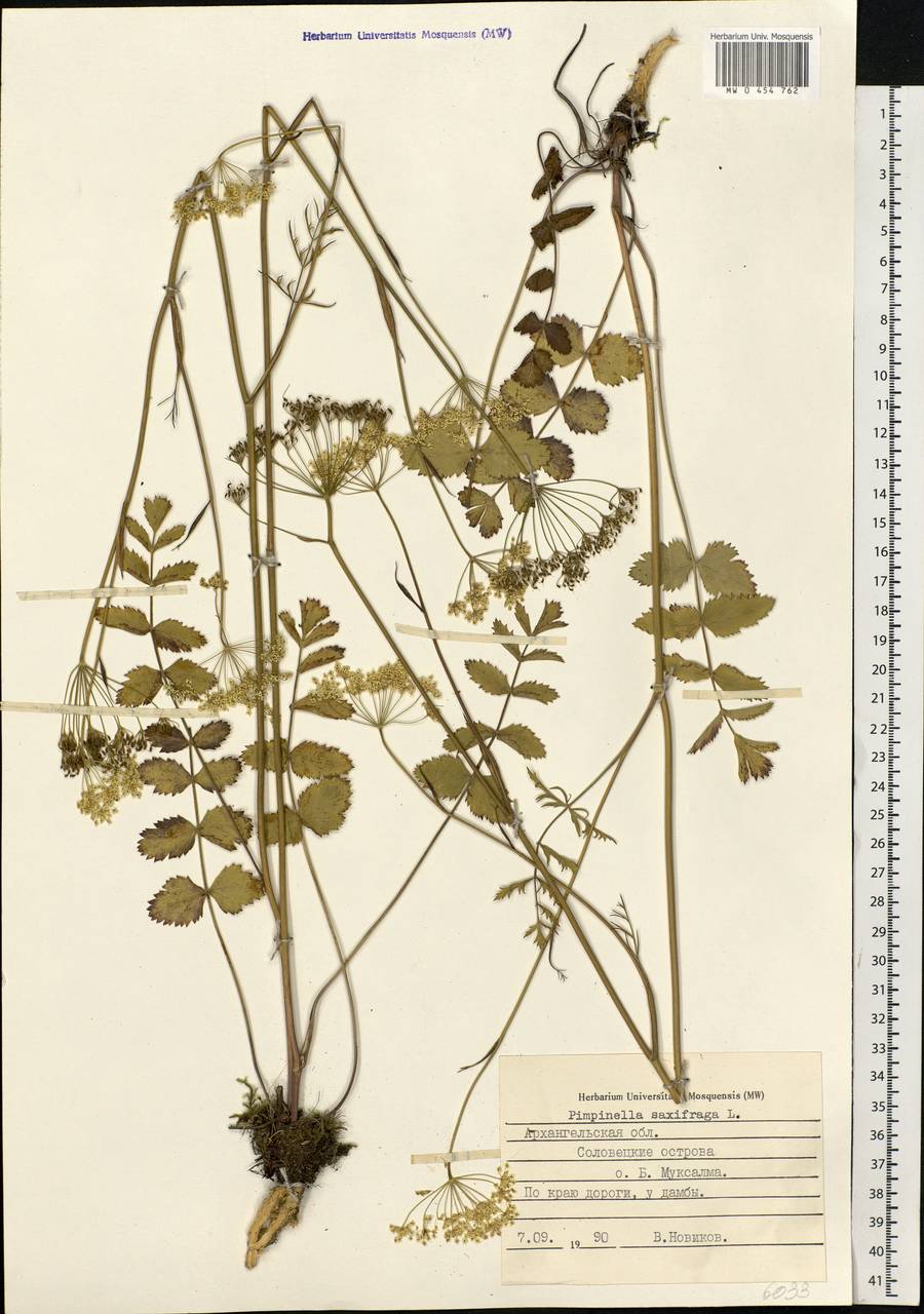 Pimpinella saxifraga L., Eastern Europe, Northern region (E1) (Russia)