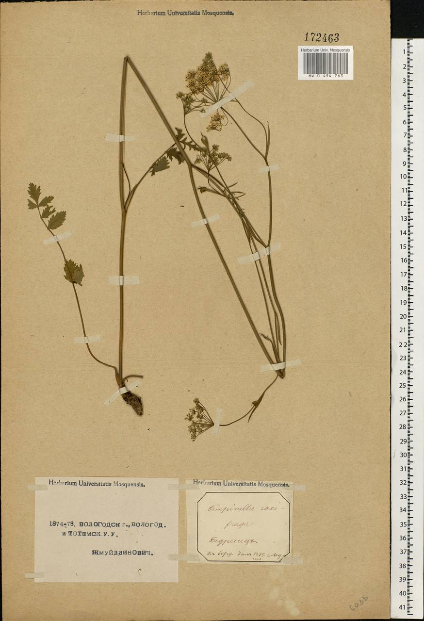 Pimpinella saxifraga L., Eastern Europe, Northern region (E1) (Russia)