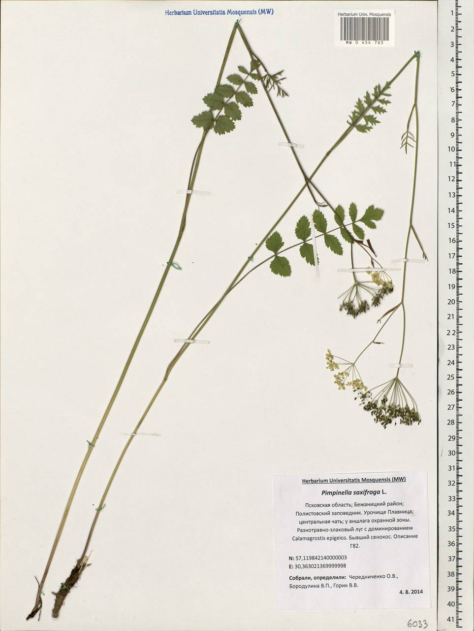 Pimpinella saxifraga L., Eastern Europe, North-Western region (E2) (Russia)