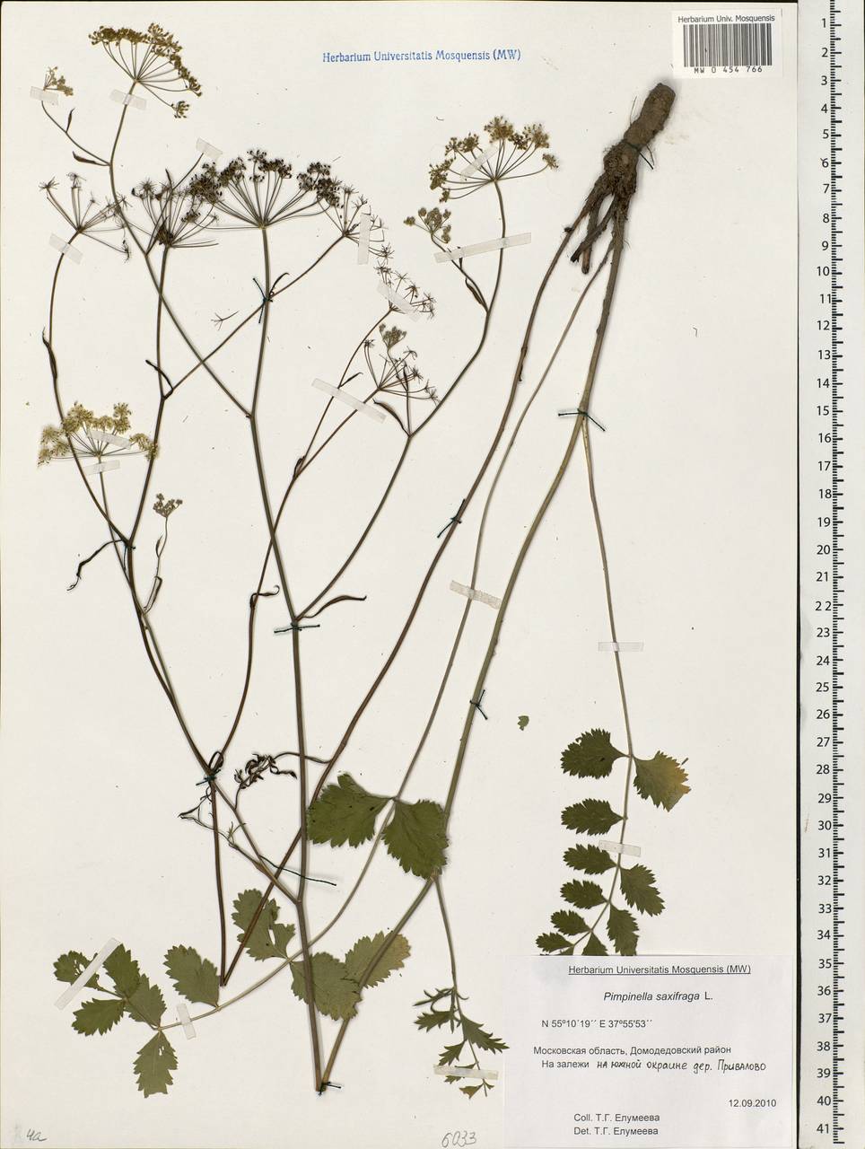 Pimpinella saxifraga L., Eastern Europe, Moscow region (E4a) (Russia)