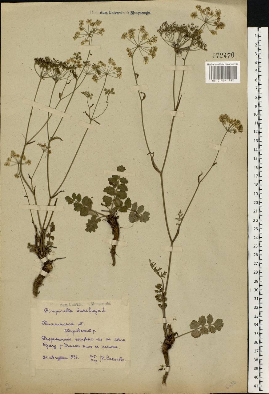 Pimpinella saxifraga L., Eastern Europe, North-Western region (E2) (Russia)