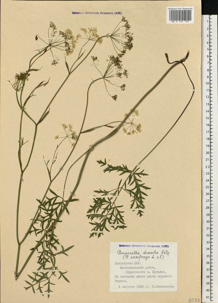 Pimpinella saxifraga L., Eastern Europe, Latvia (E2b) (Latvia)