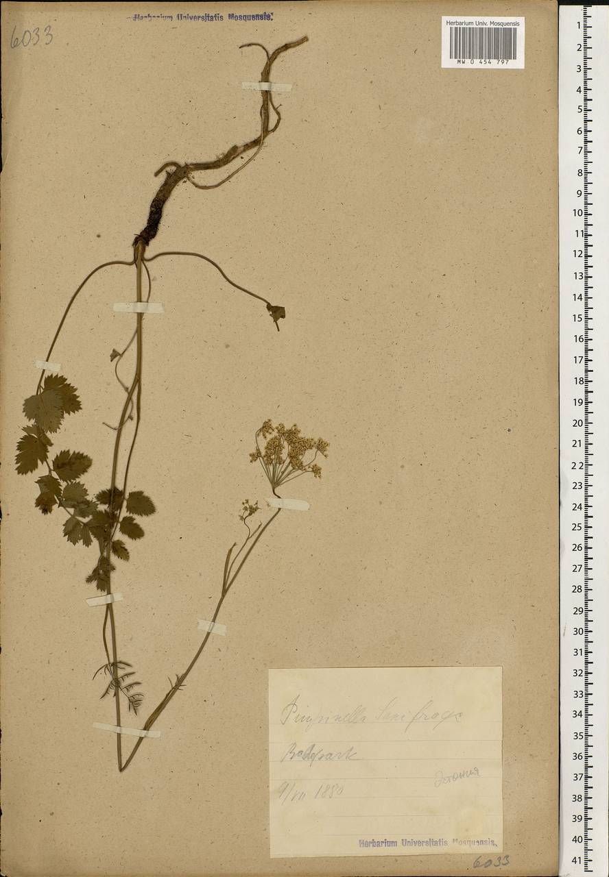 Pimpinella saxifraga L., Eastern Europe, Estonia (E2c) (Estonia)