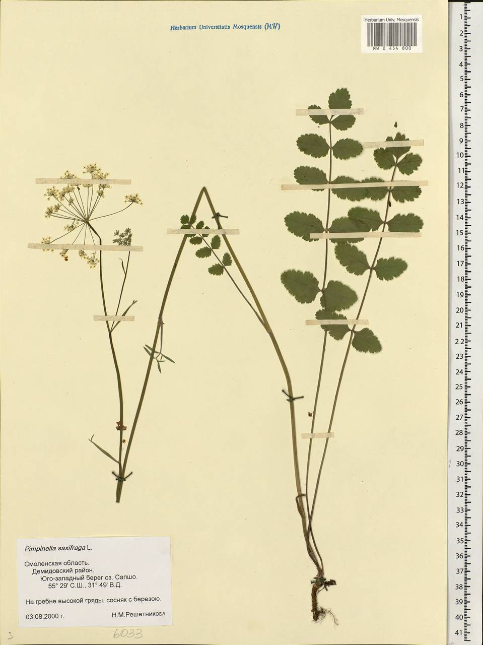 Pimpinella saxifraga L., Eastern Europe, Western region (E3) (Russia)