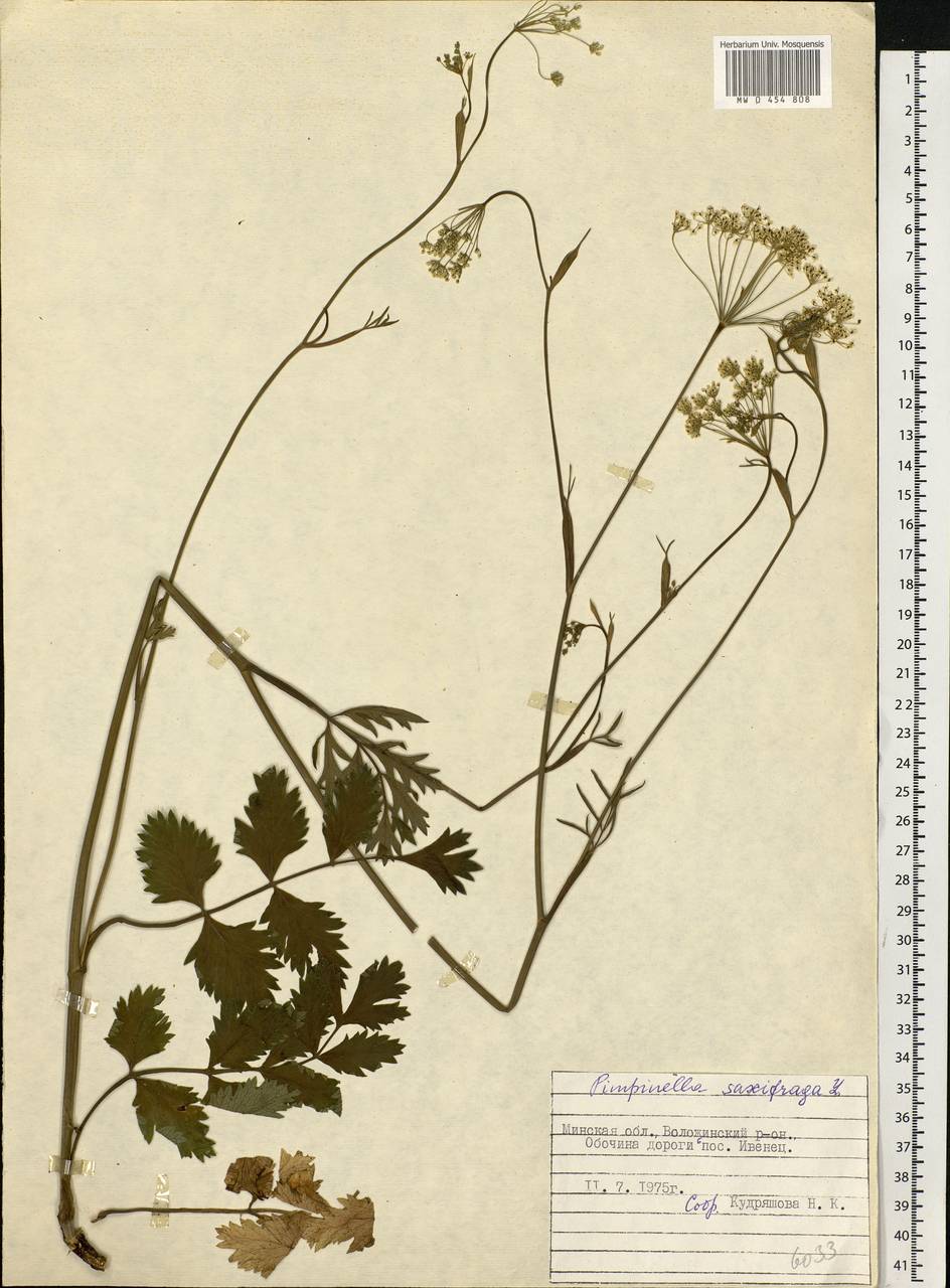 Pimpinella saxifraga L., Eastern Europe, Belarus (E3a) (Belarus)