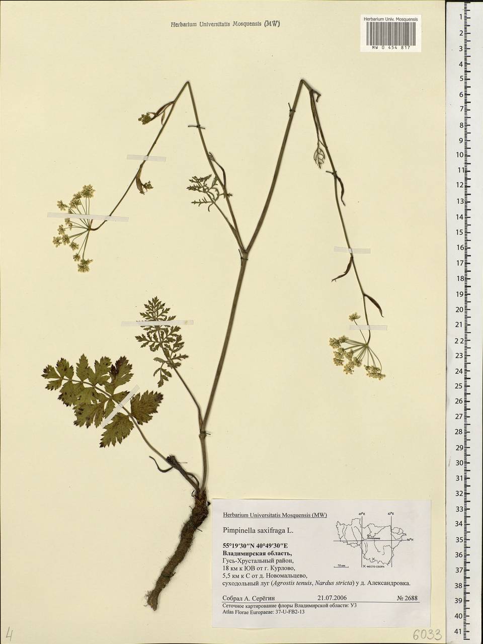 Pimpinella saxifraga L., Eastern Europe, Central region (E4) (Russia)