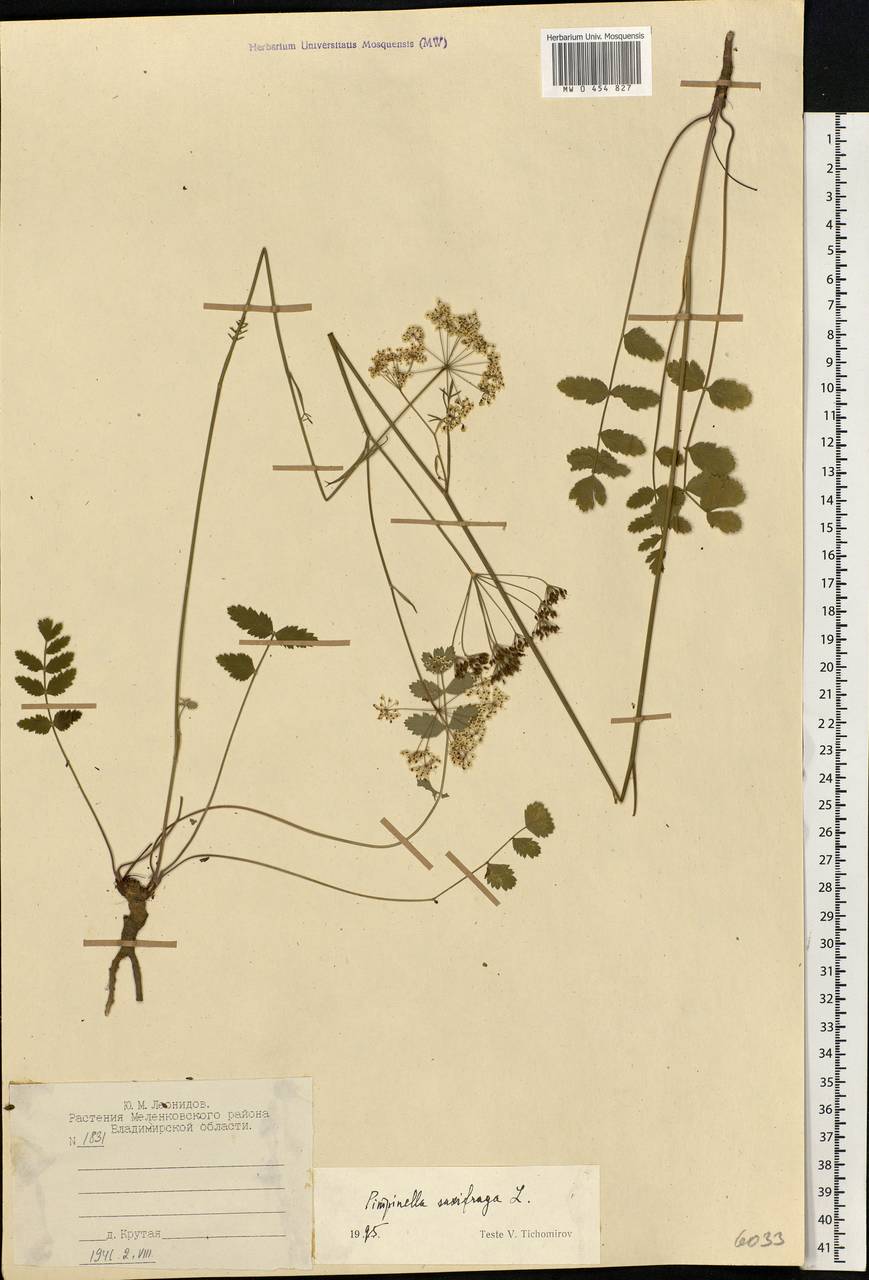 Pimpinella saxifraga L., Eastern Europe, Central region (E4) (Russia)