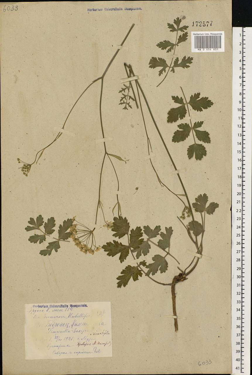 Pimpinella saxifraga L., Eastern Europe, Central region (E4) (Russia)