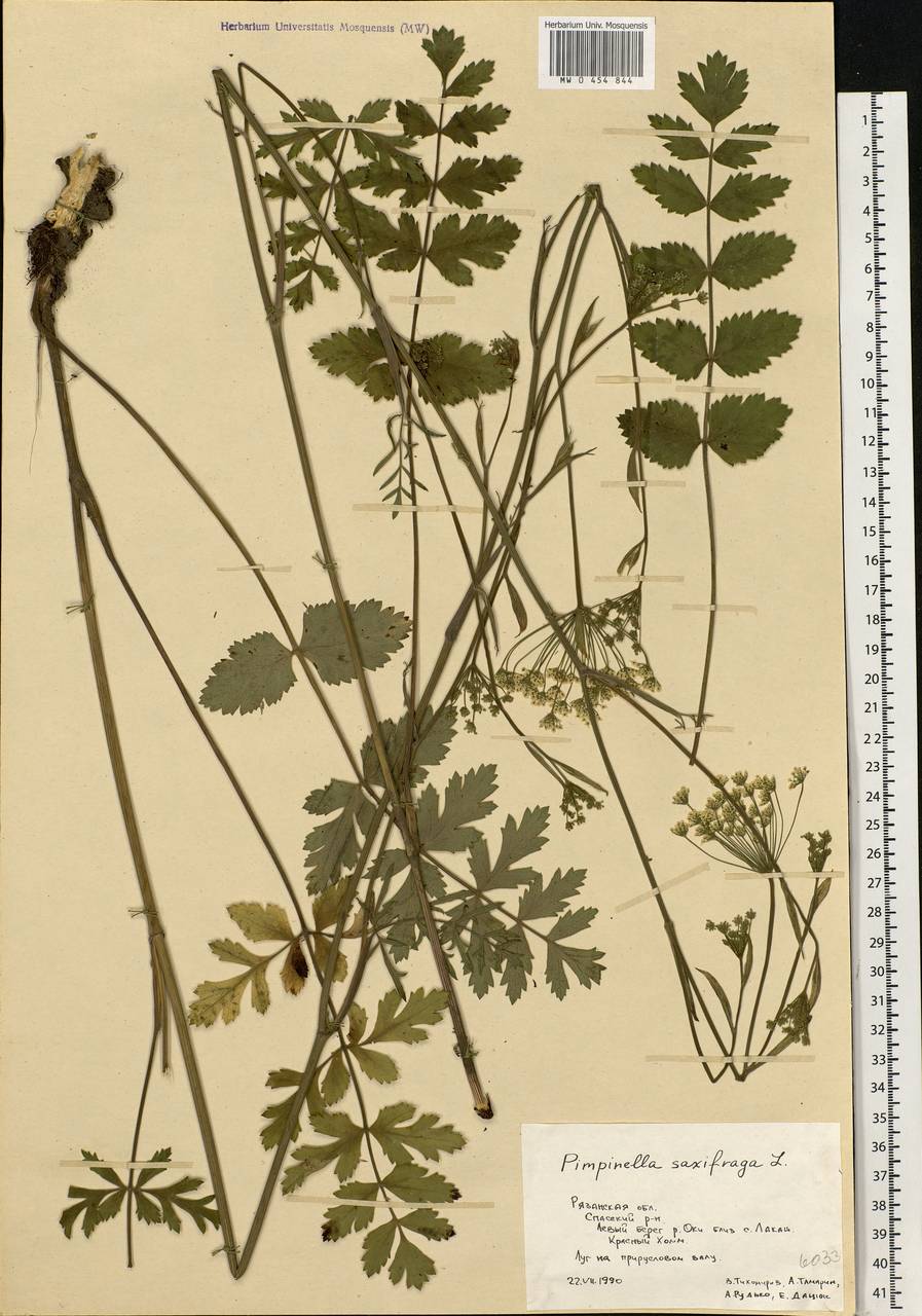 Pimpinella saxifraga L., Eastern Europe, Central region (E4) (Russia)