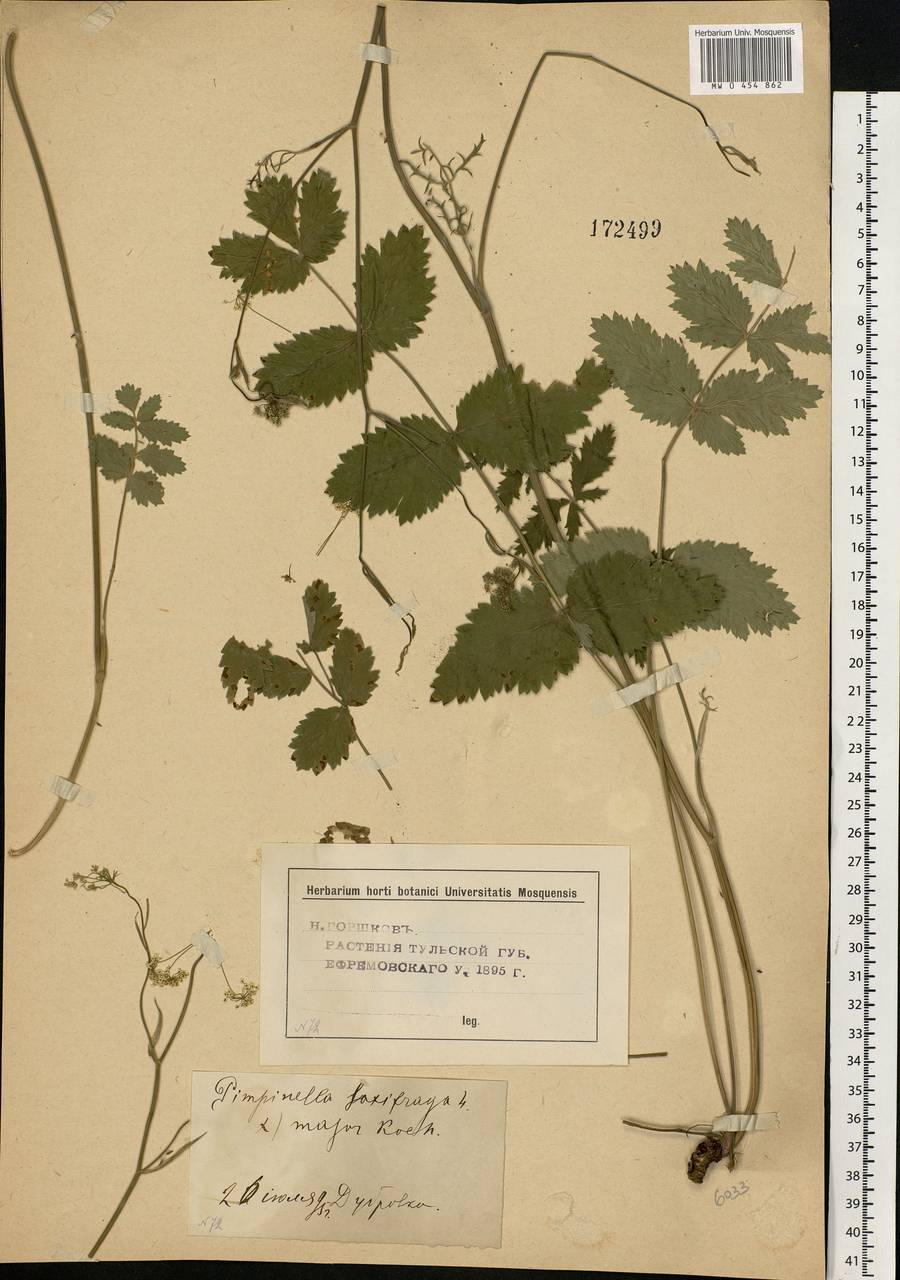 Pimpinella saxifraga L., Eastern Europe, Central forest-and-steppe region (E6) (Russia)
