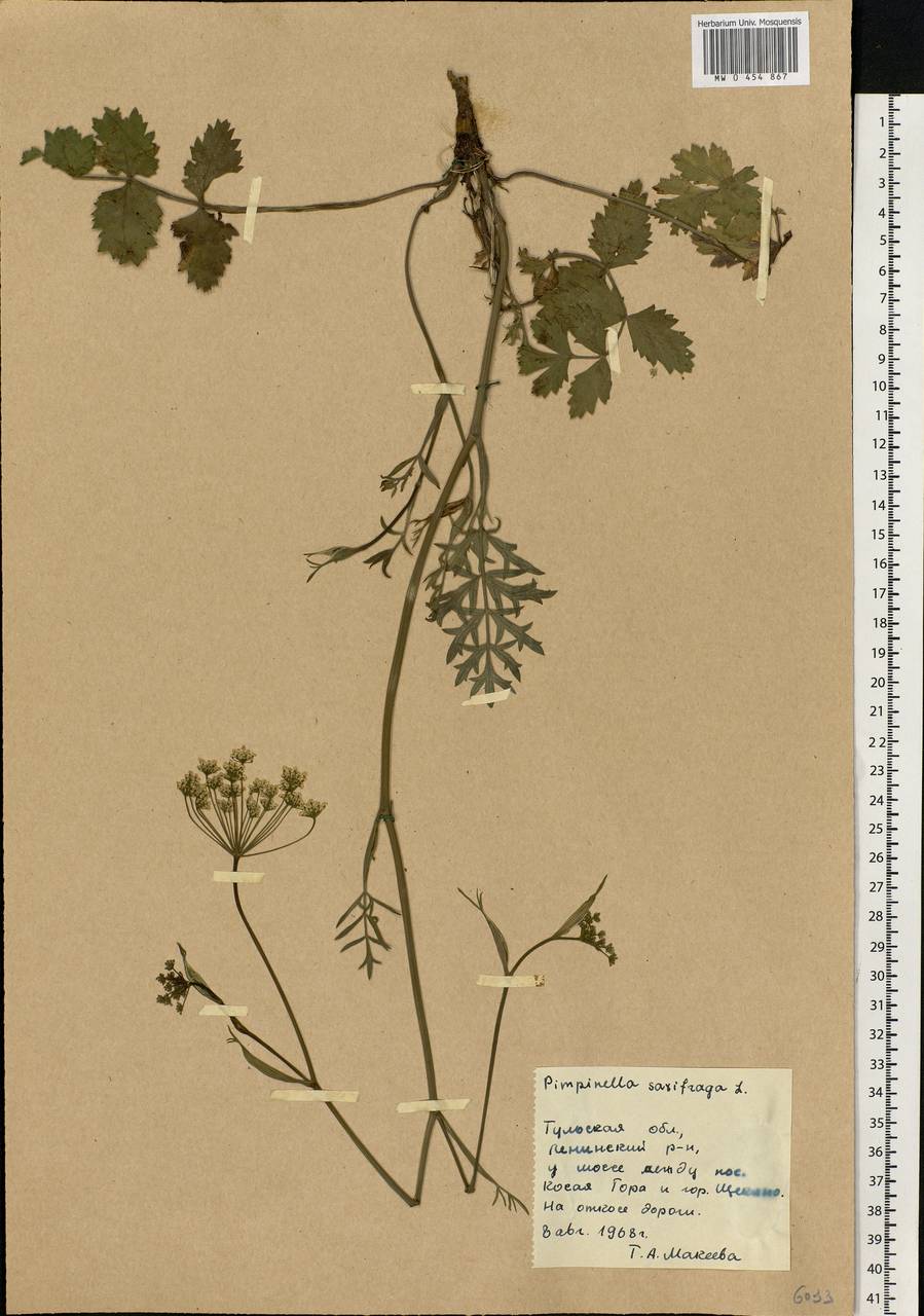 Pimpinella saxifraga L., Eastern Europe, Central region (E4) (Russia)