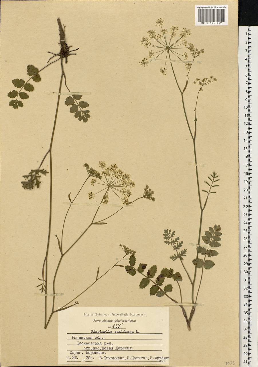 Pimpinella saxifraga L., Eastern Europe, Central region (E4) (Russia)