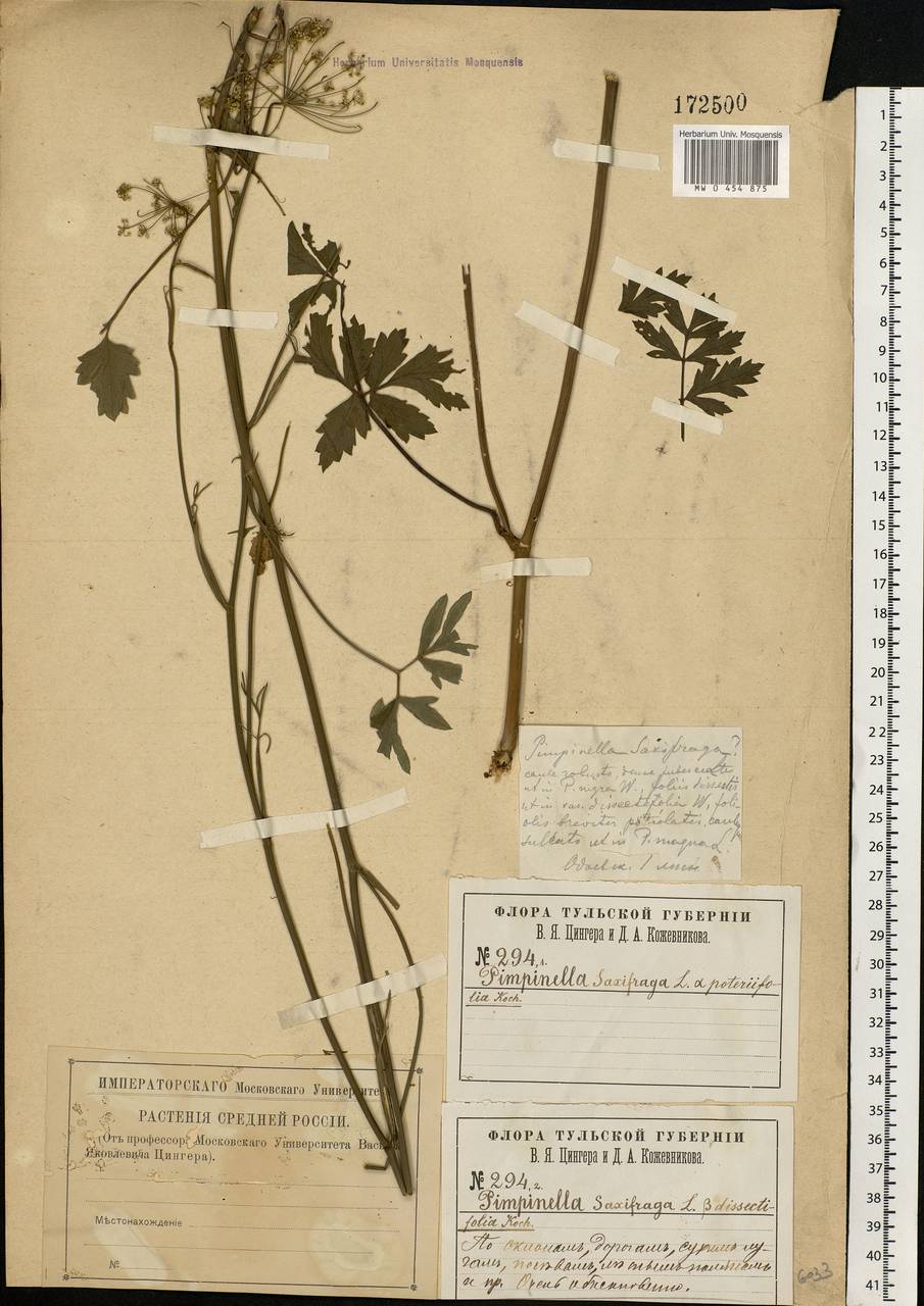 Pimpinella saxifraga L., Eastern Europe, Central region (E4) (Russia)