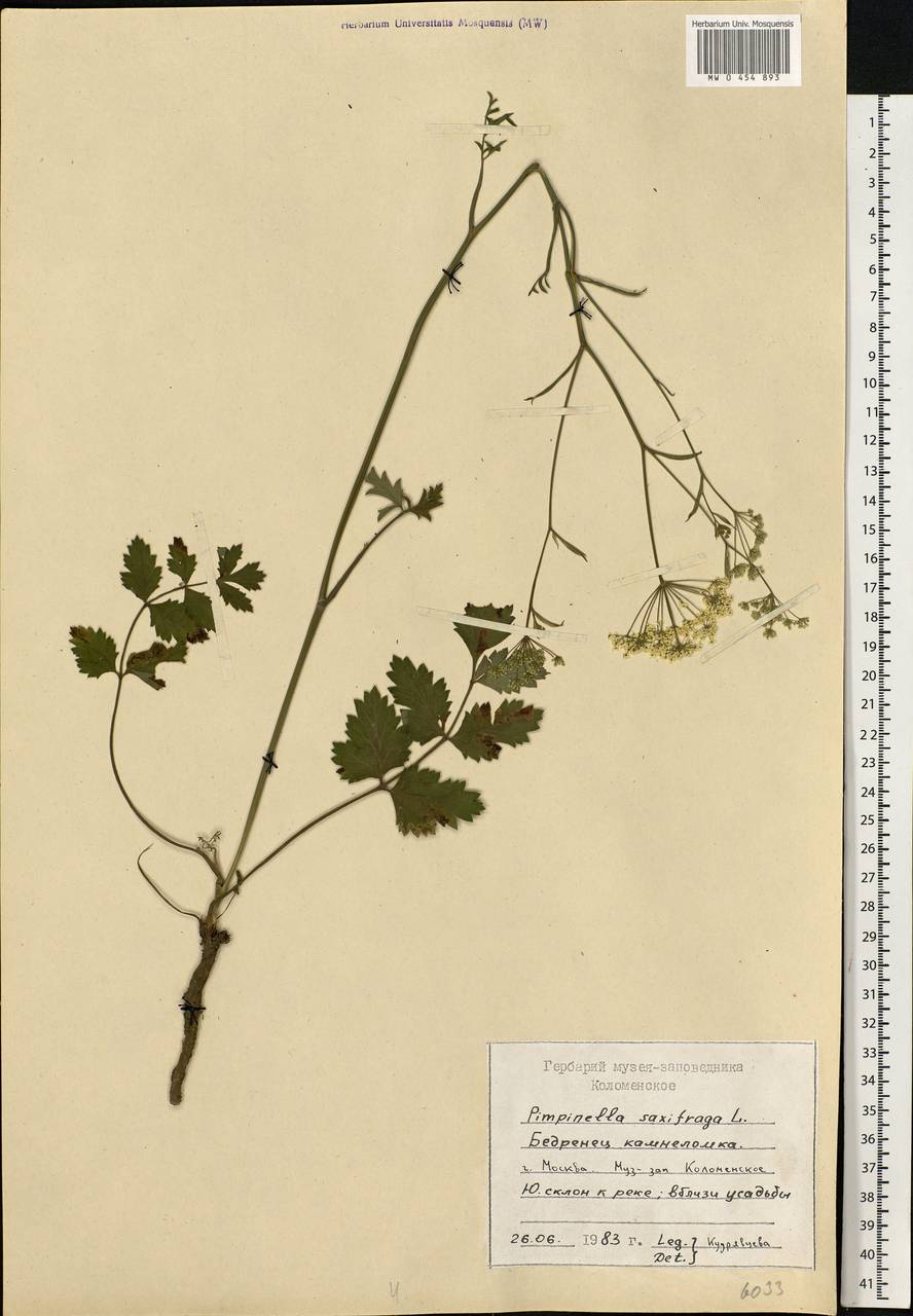 Pimpinella saxifraga L., Eastern Europe, Moscow region (E4a) (Russia)