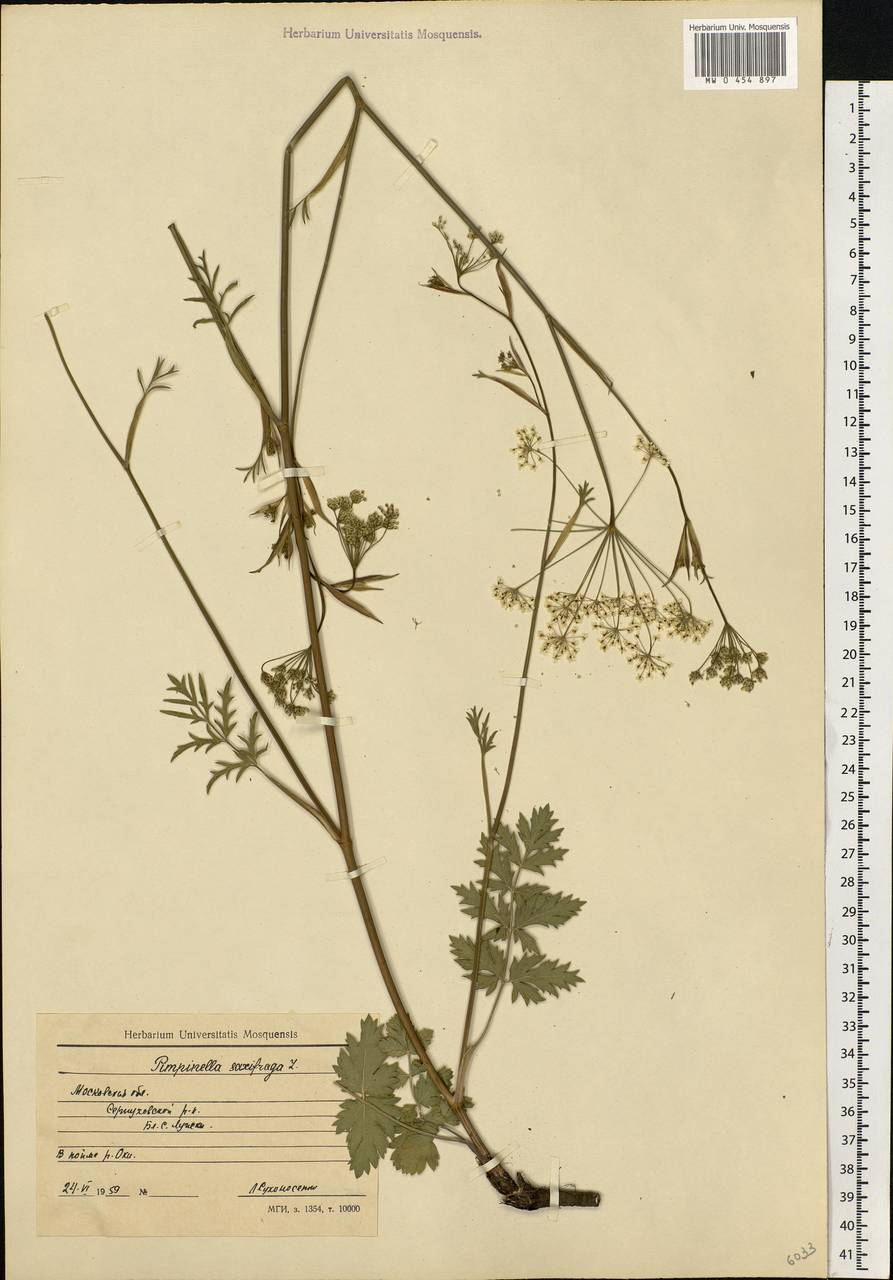 Pimpinella saxifraga L., Eastern Europe, Moscow region (E4a) (Russia)