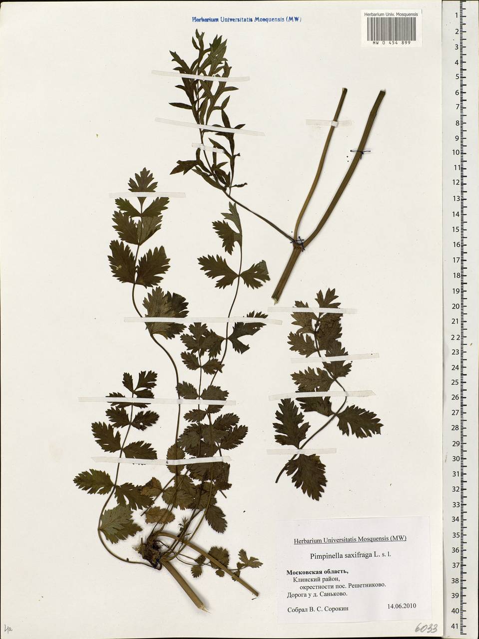 Pimpinella saxifraga L., Eastern Europe, Moscow region (E4a) (Russia)