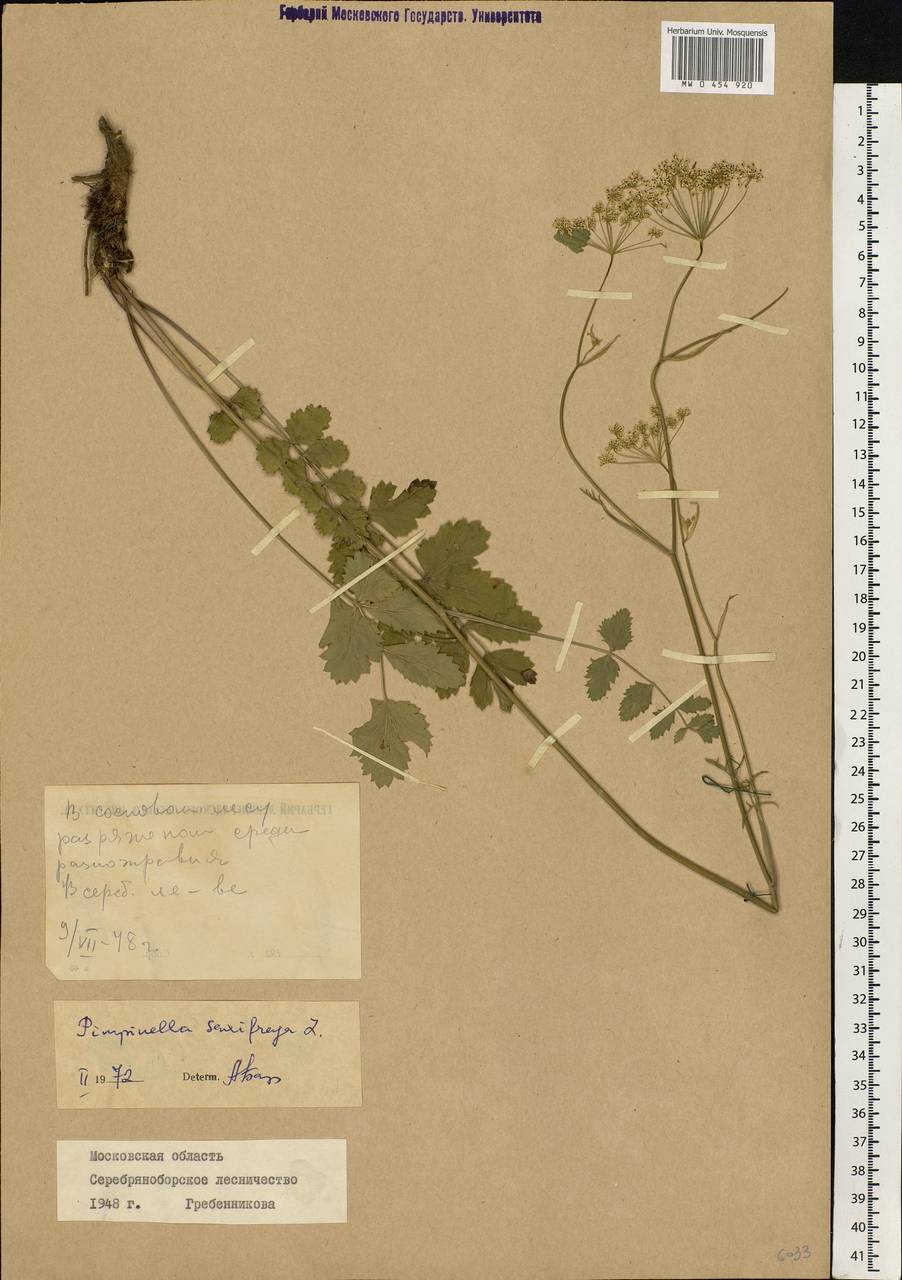 Pimpinella saxifraga L., Eastern Europe, Moscow region (E4a) (Russia)