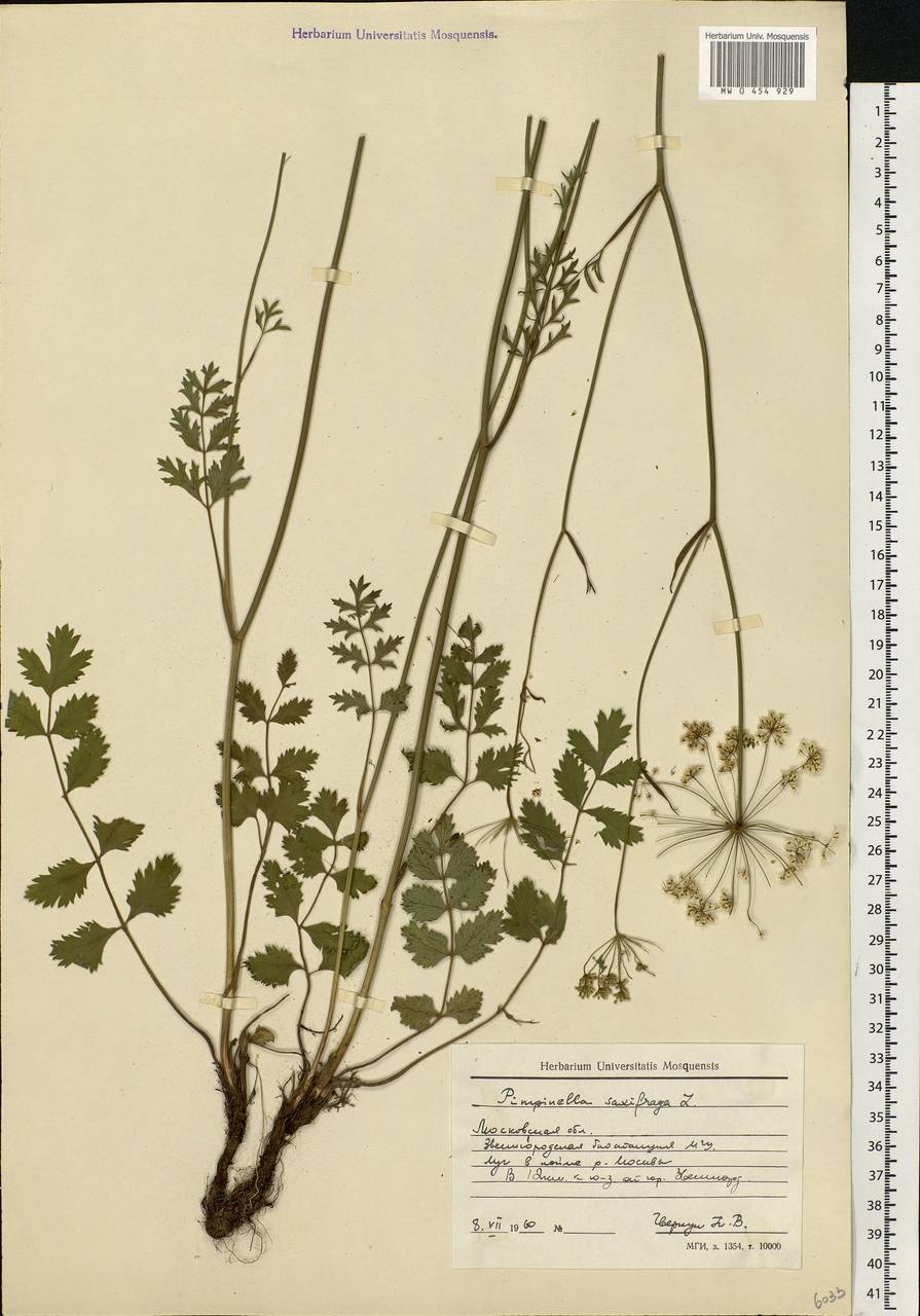 Pimpinella saxifraga L., Eastern Europe, Moscow region (E4a) (Russia)