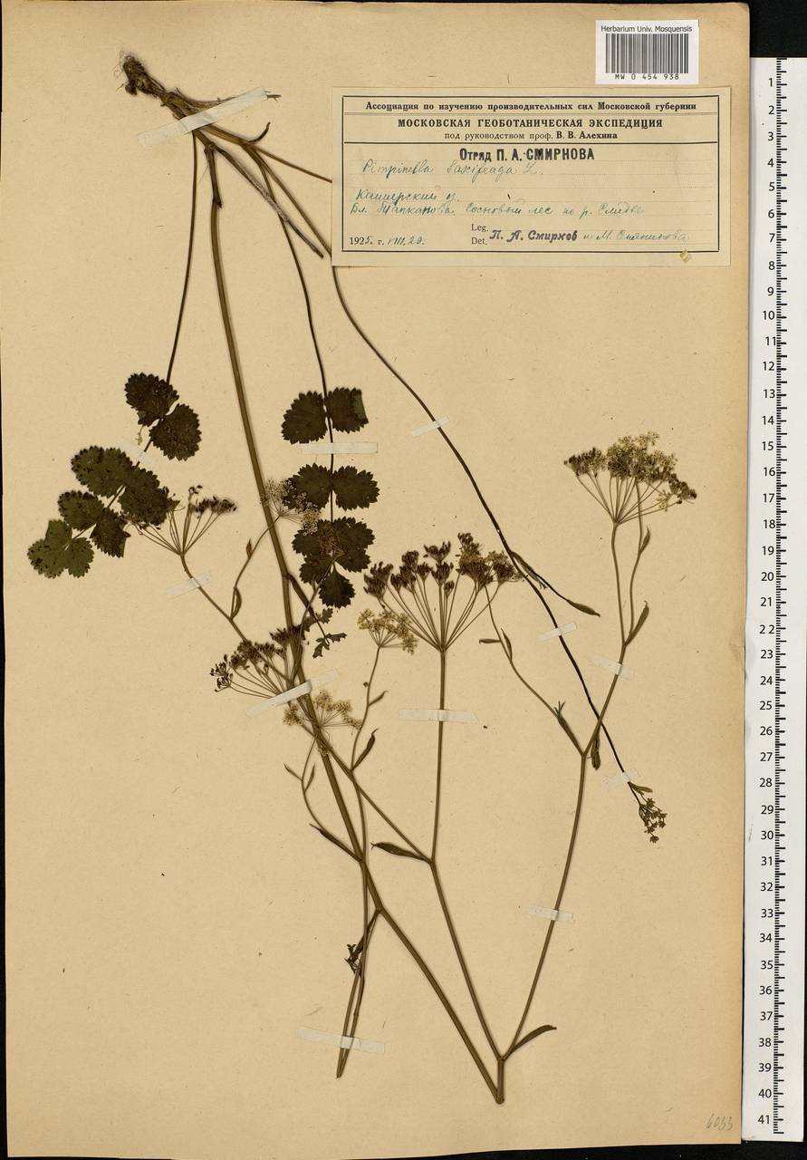 Pimpinella saxifraga L., Eastern Europe, Moscow region (E4a) (Russia)