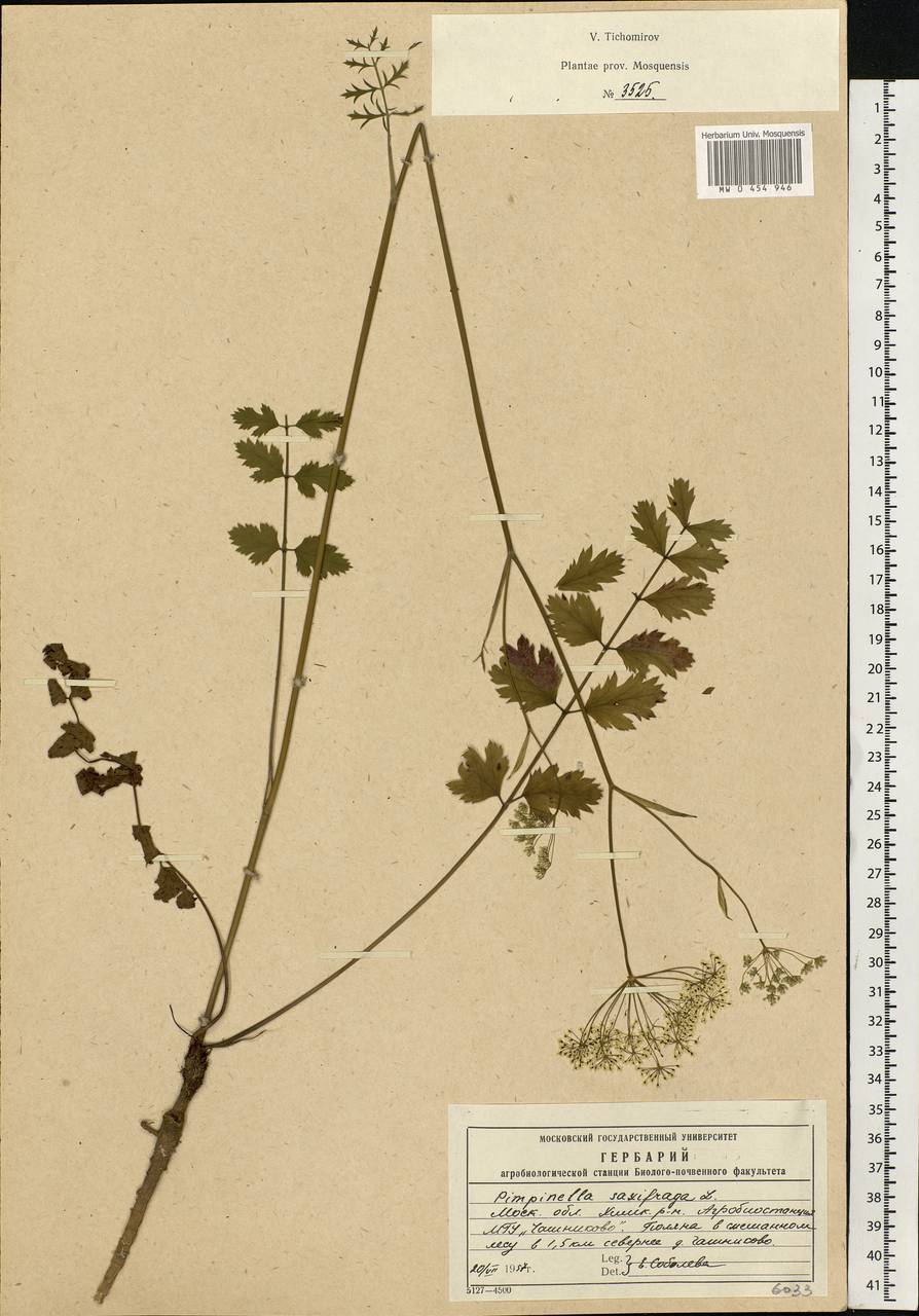 Pimpinella saxifraga L., Eastern Europe, Moscow region (E4a) (Russia)