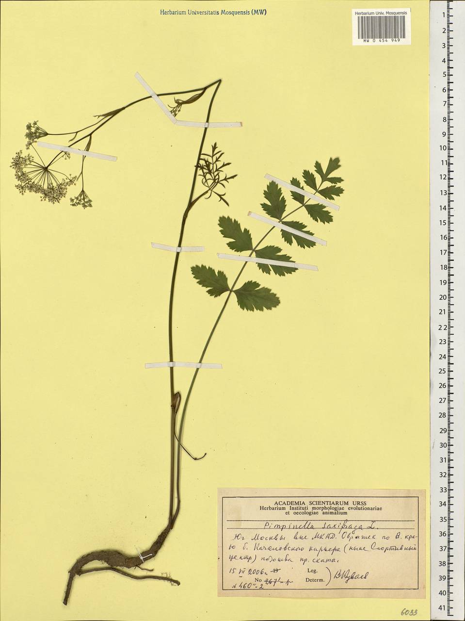 Pimpinella saxifraga L., Eastern Europe, Moscow region (E4a) (Russia)