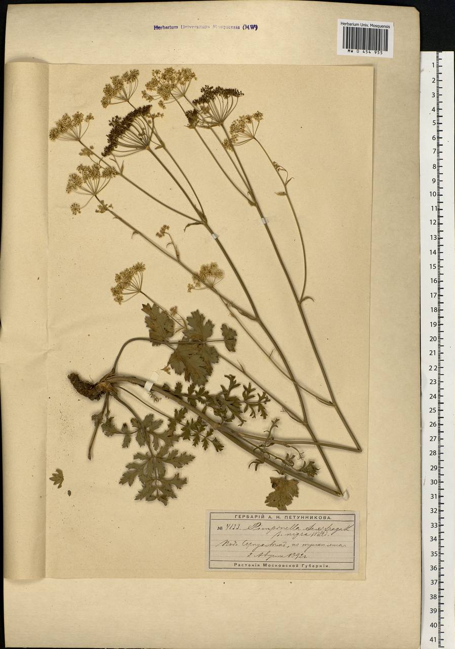 Pimpinella saxifraga L., Eastern Europe, Moscow region (E4a) (Russia)