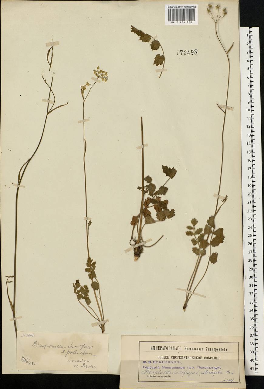 Pimpinella saxifraga L., Eastern Europe, Moscow region (E4a) (Russia)