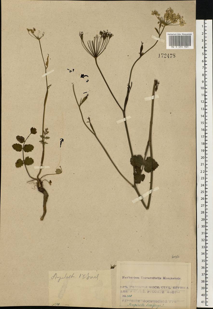 Pimpinella saxifraga L., Eastern Europe, Moscow region (E4a) (Russia)