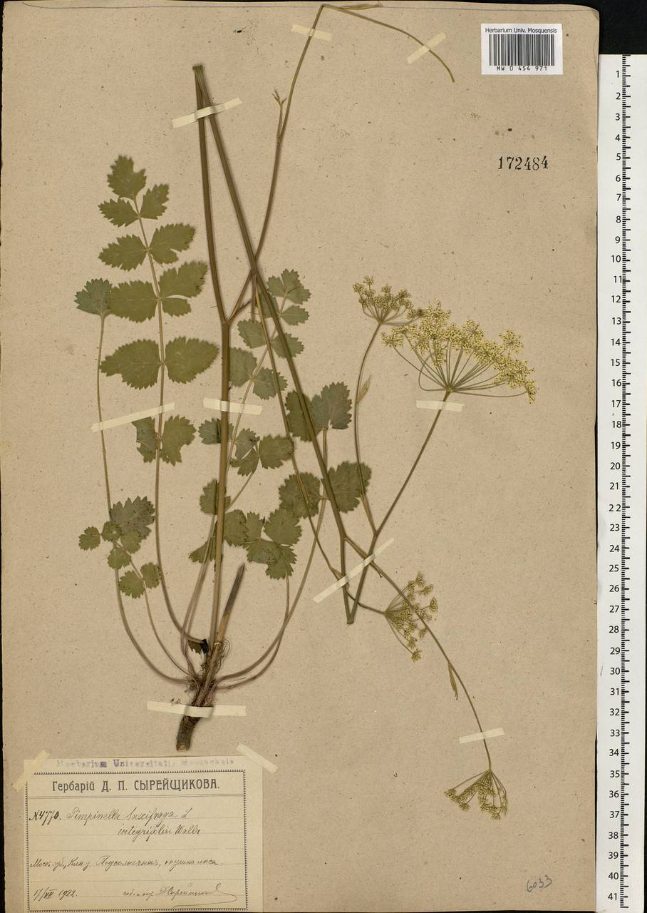 Pimpinella saxifraga L., Eastern Europe, Moscow region (E4a) (Russia)