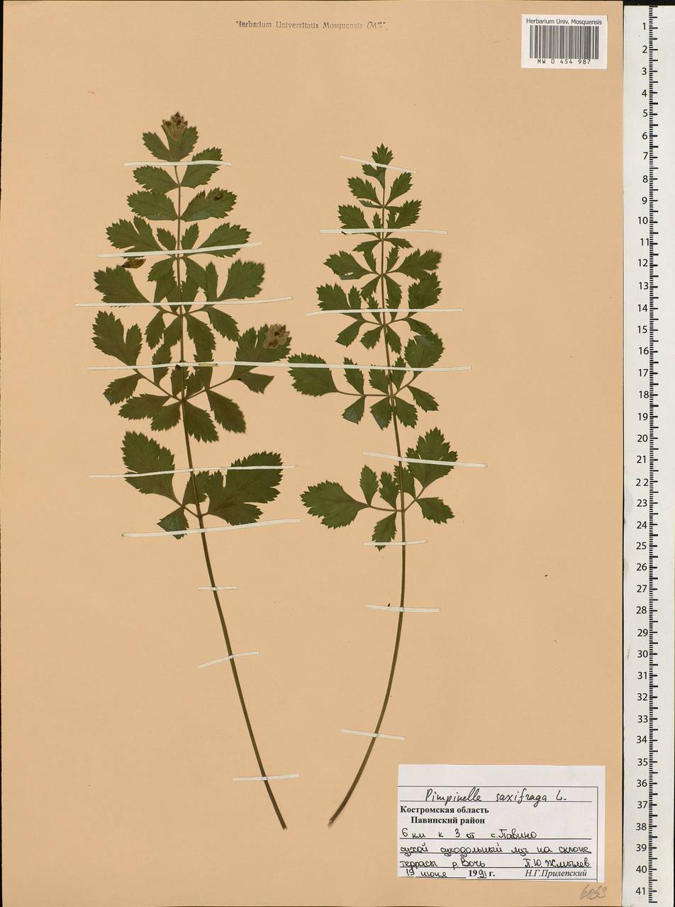 Pimpinella saxifraga L., Eastern Europe, Central forest region (E5) (Russia)