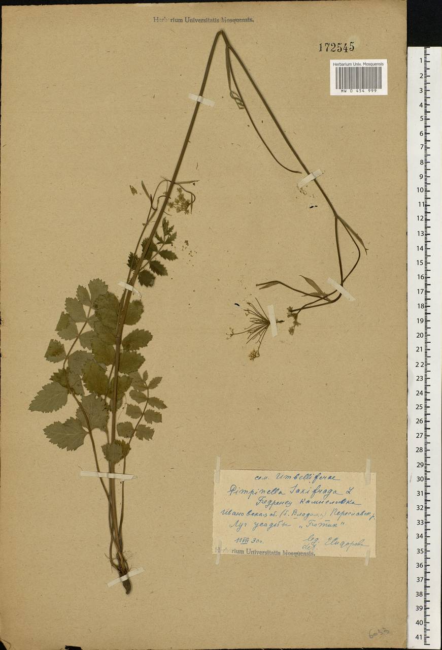 Pimpinella saxifraga L., Eastern Europe, Central forest region (E5) (Russia)