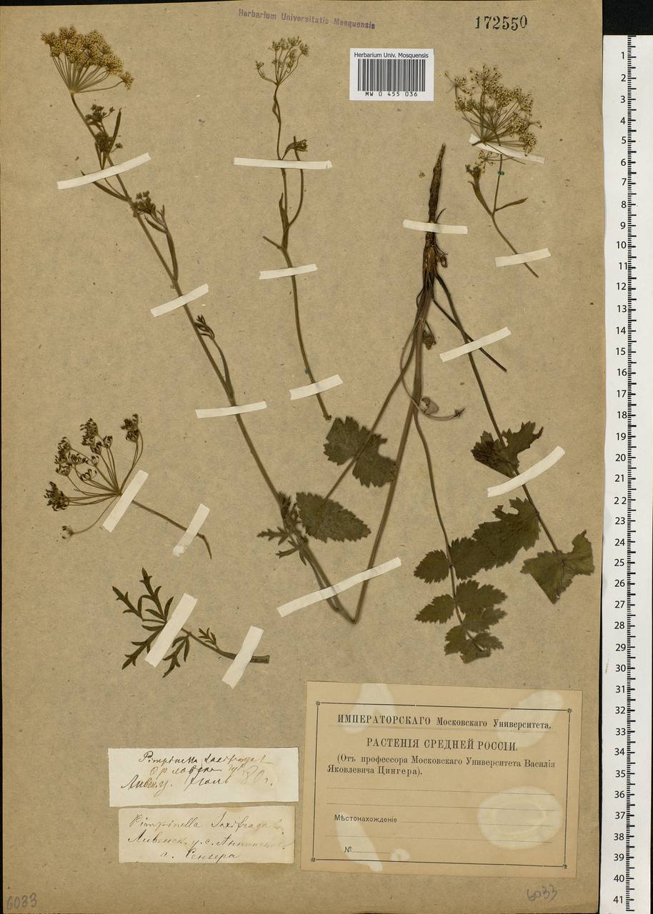 Pimpinella saxifraga L., Eastern Europe, Central forest-and-steppe region (E6) (Russia)