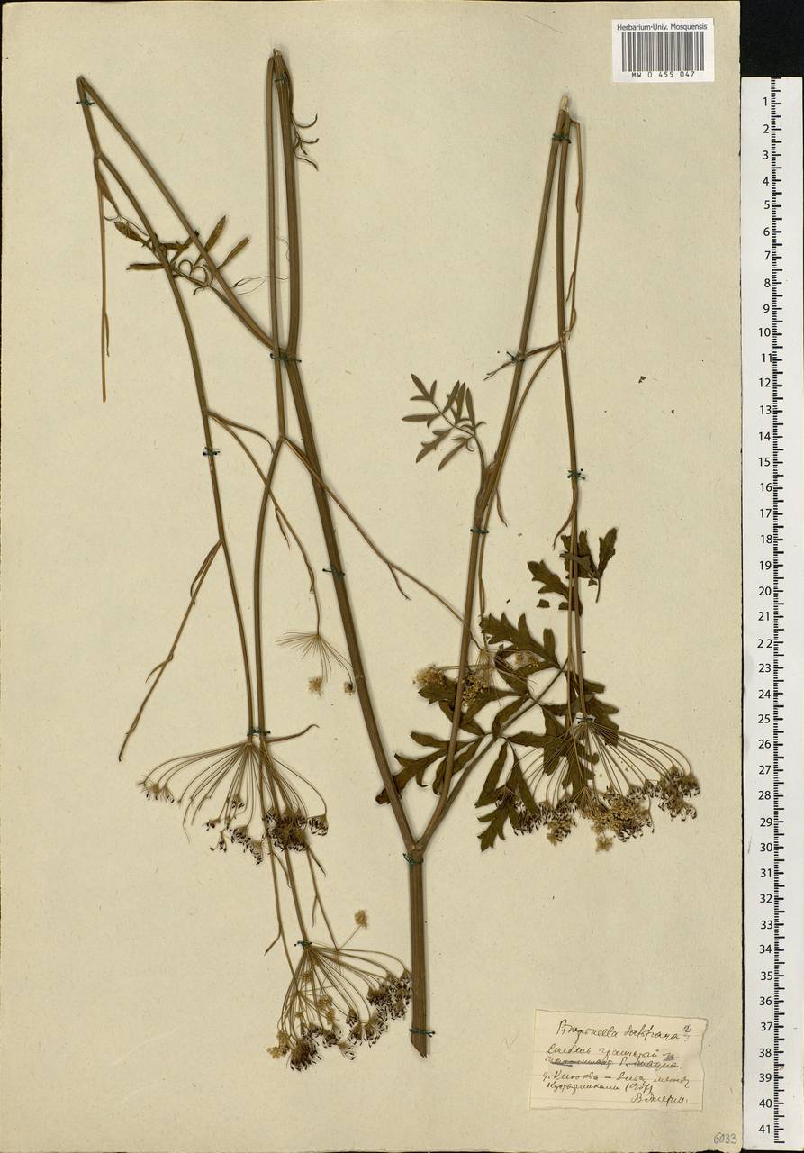 Pimpinella saxifraga L., Eastern Europe, Central forest-and-steppe region (E6) (Russia)