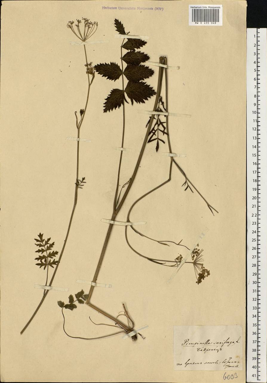 Pimpinella saxifraga L., Eastern Europe, Central forest-and-steppe region (E6) (Russia)