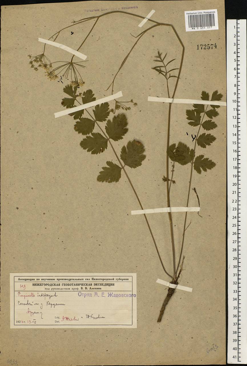 Pimpinella saxifraga L., Eastern Europe, Volga-Kama region (E7) (Russia)