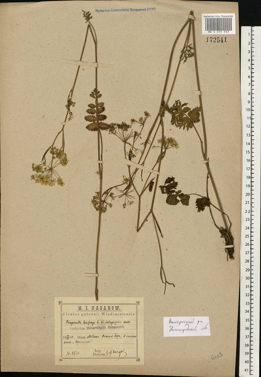 Pimpinella saxifraga L., Eastern Europe, Volga-Kama region (E7) (Russia)