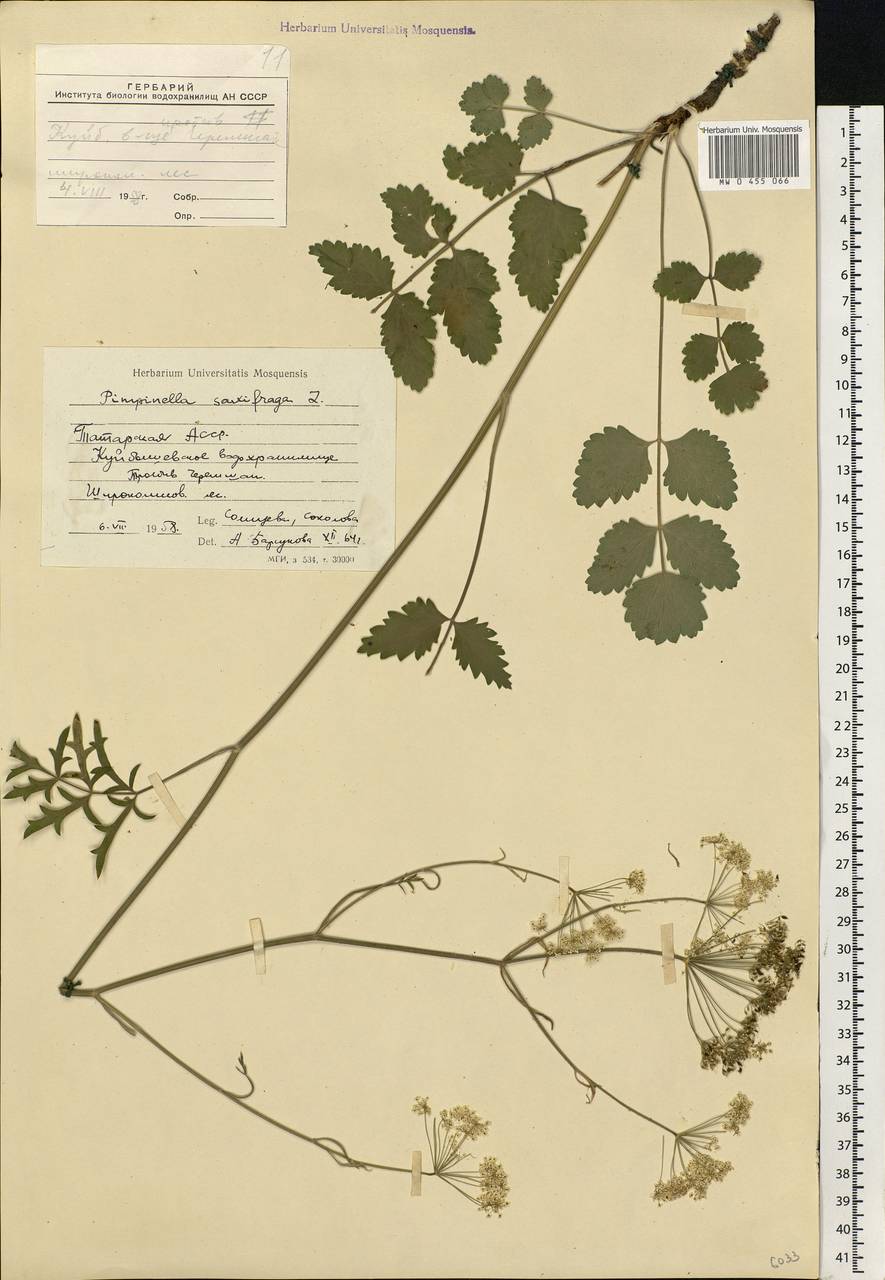 Pimpinella saxifraga L., Eastern Europe, Middle Volga region (E8) (Russia)