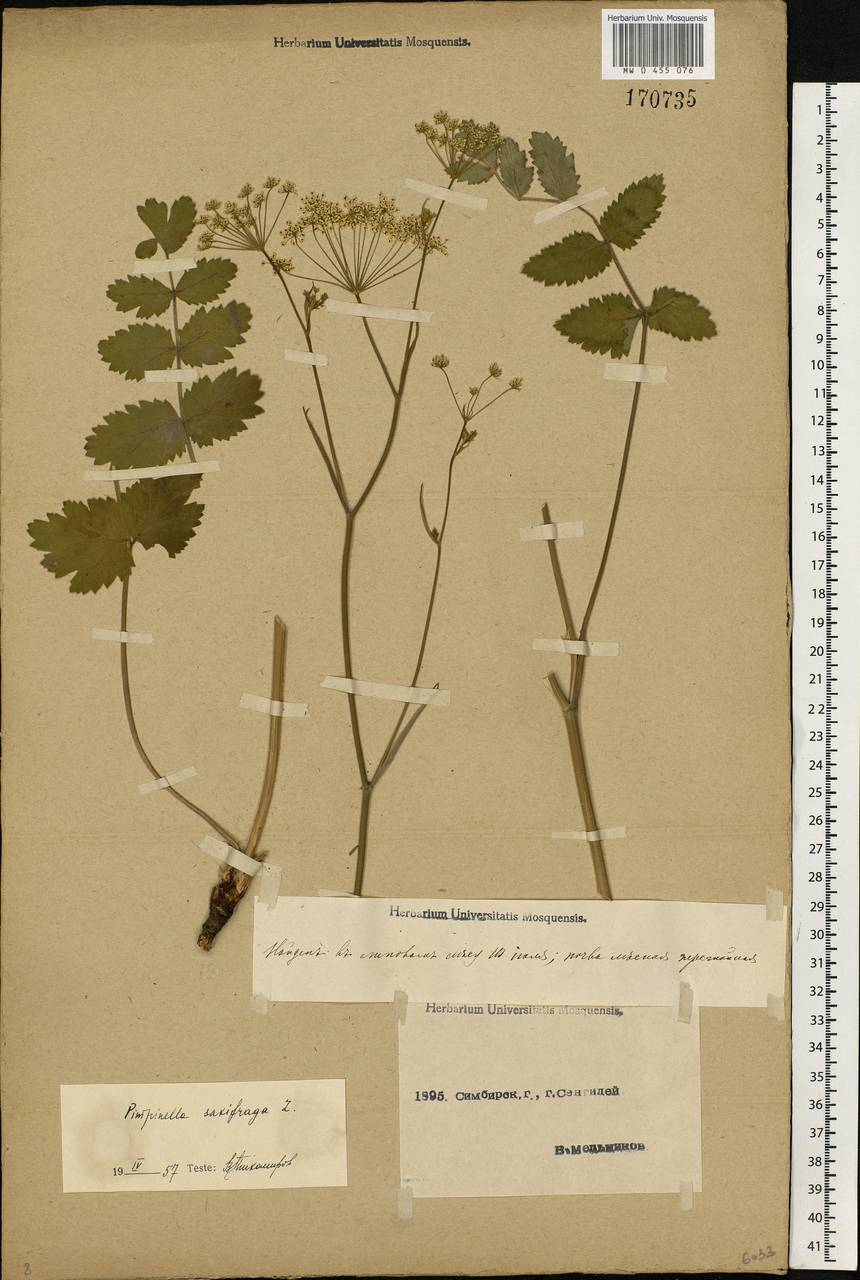 Pimpinella saxifraga L., Eastern Europe, Middle Volga region (E8) (Russia)