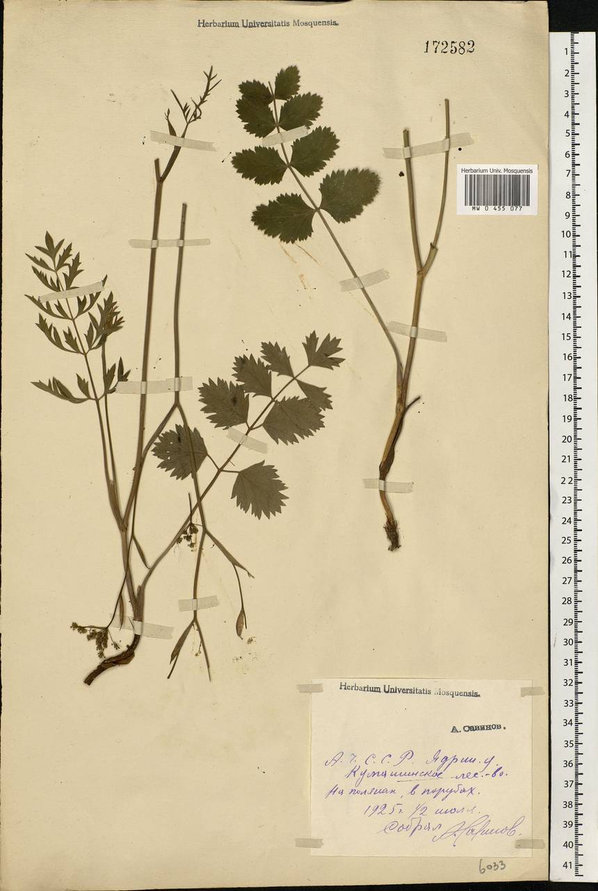 Pimpinella saxifraga L., Eastern Europe, Middle Volga region (E8) (Russia)