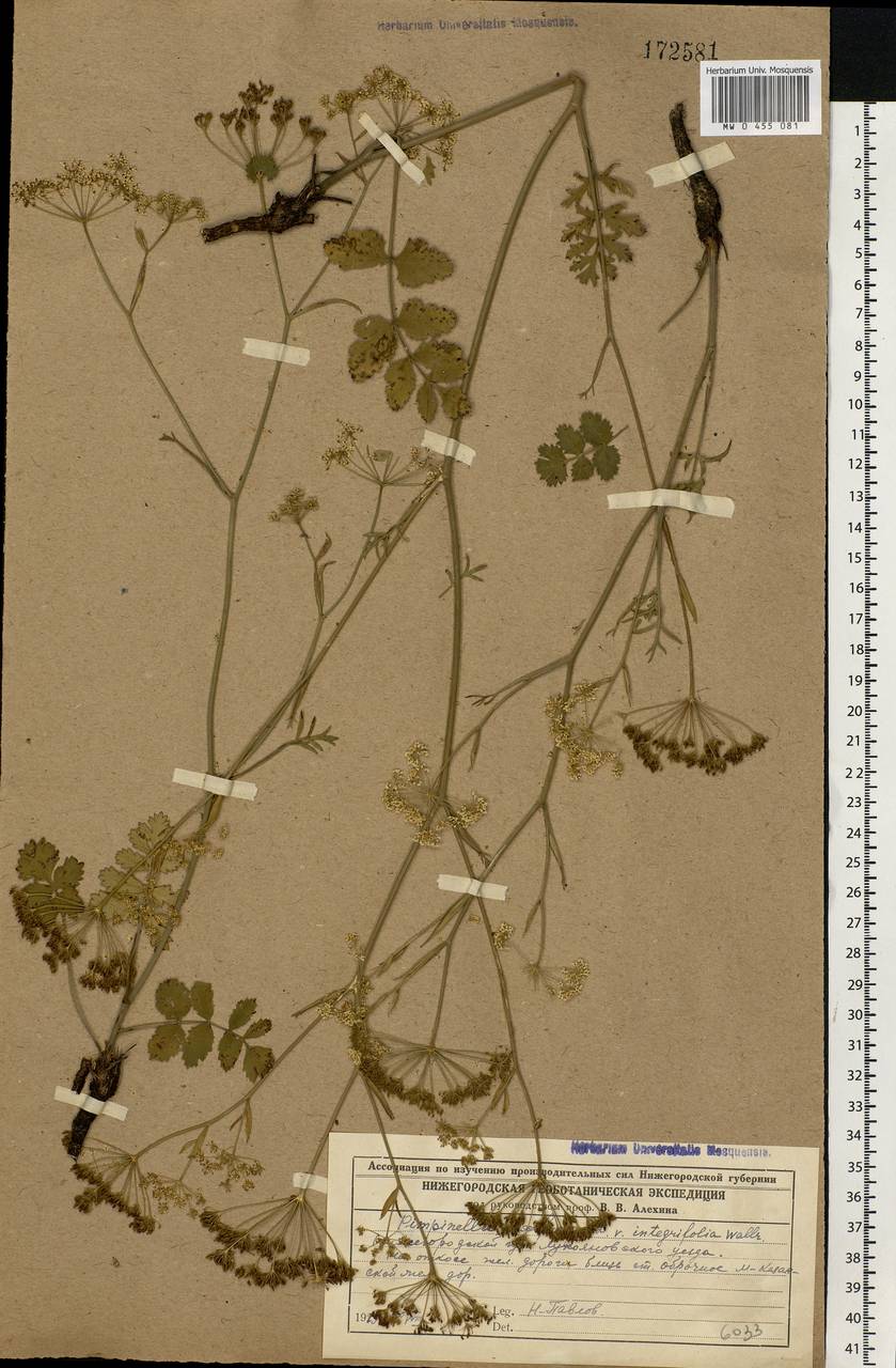 Pimpinella saxifraga L., Eastern Europe, Middle Volga region (E8) (Russia)