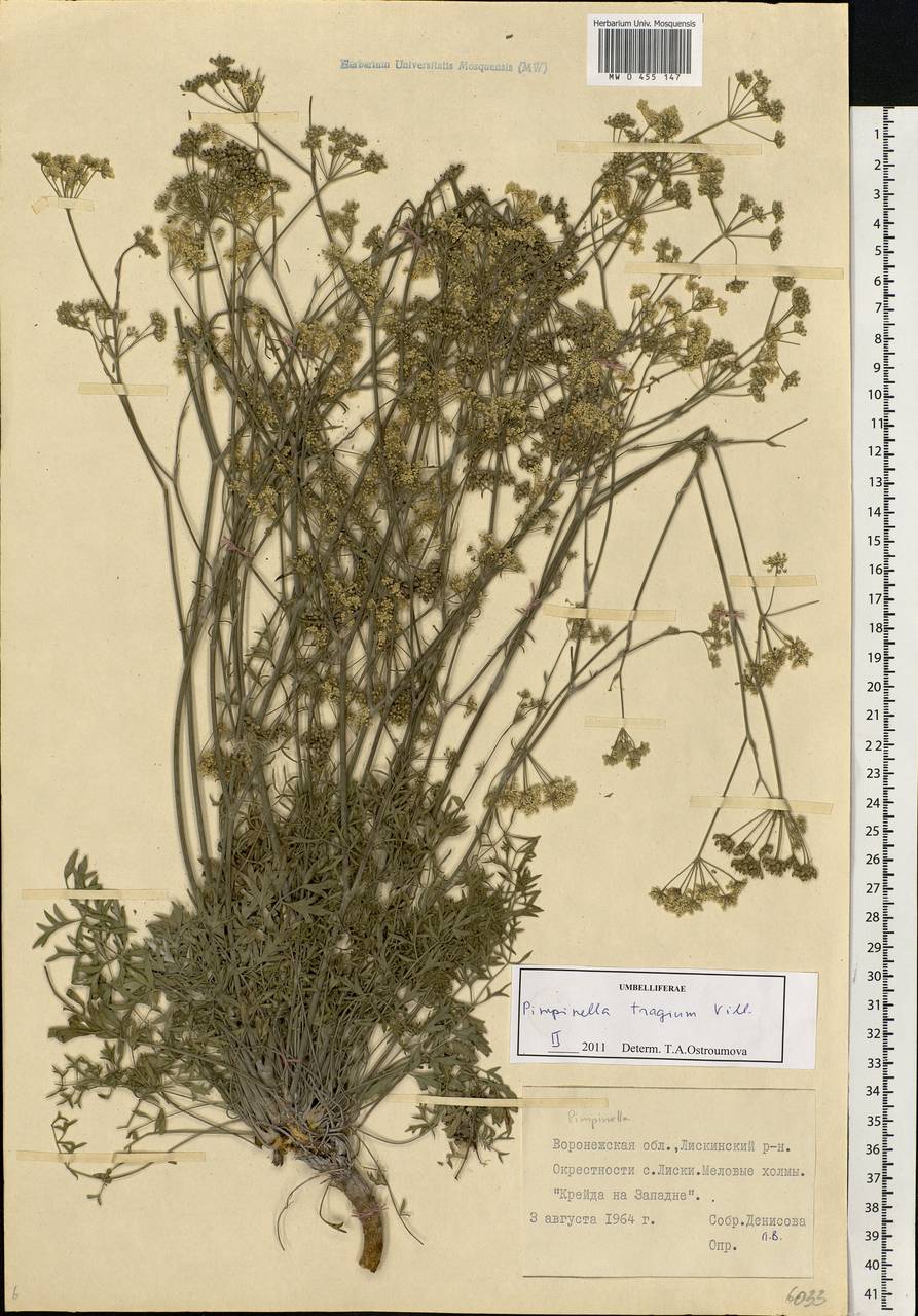 Pimpinella tragium Vill., Eastern Europe, Central forest-and-steppe region (E6) (Russia)