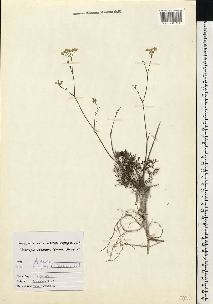 Pimpinella tragium Vill., Eastern Europe, Central forest-and-steppe region (E6) (Russia)