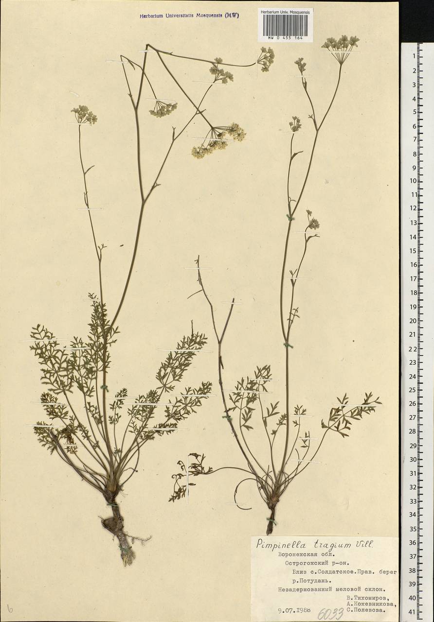 Pimpinella tragium Vill., Eastern Europe, Central forest-and-steppe region (E6) (Russia)