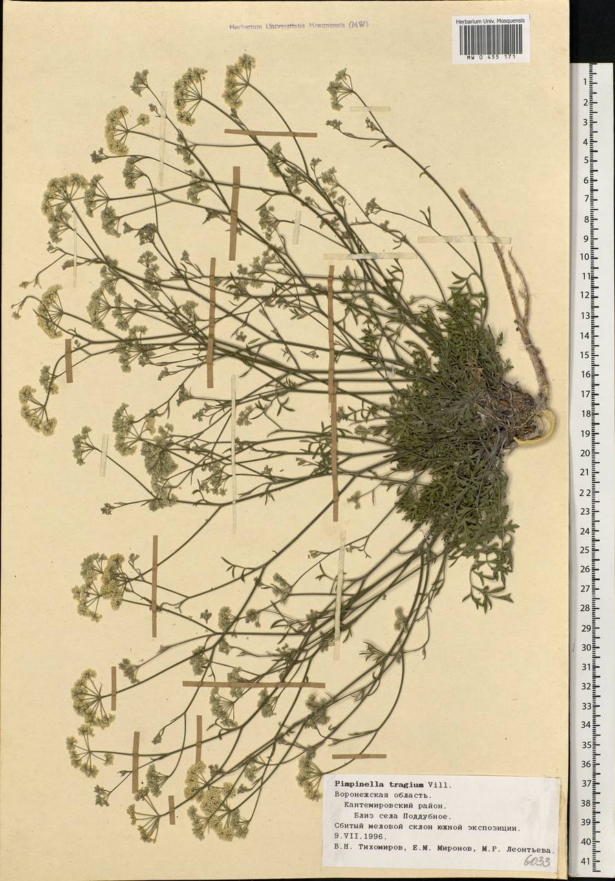 Pimpinella tragium Vill., Eastern Europe, Central forest-and-steppe region (E6) (Russia)