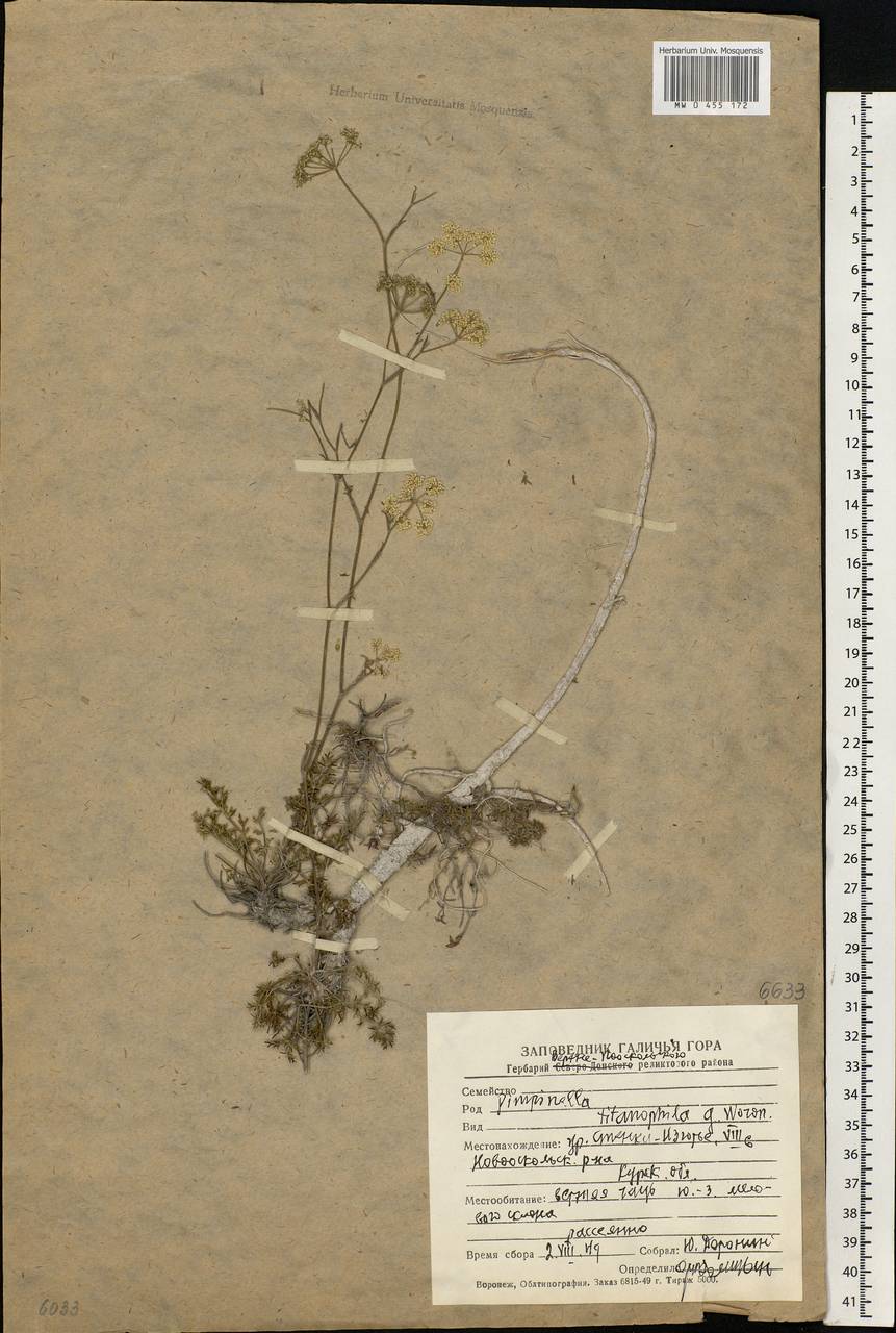 Pimpinella tragium Vill., Eastern Europe, Central forest-and-steppe region (E6) (Russia)