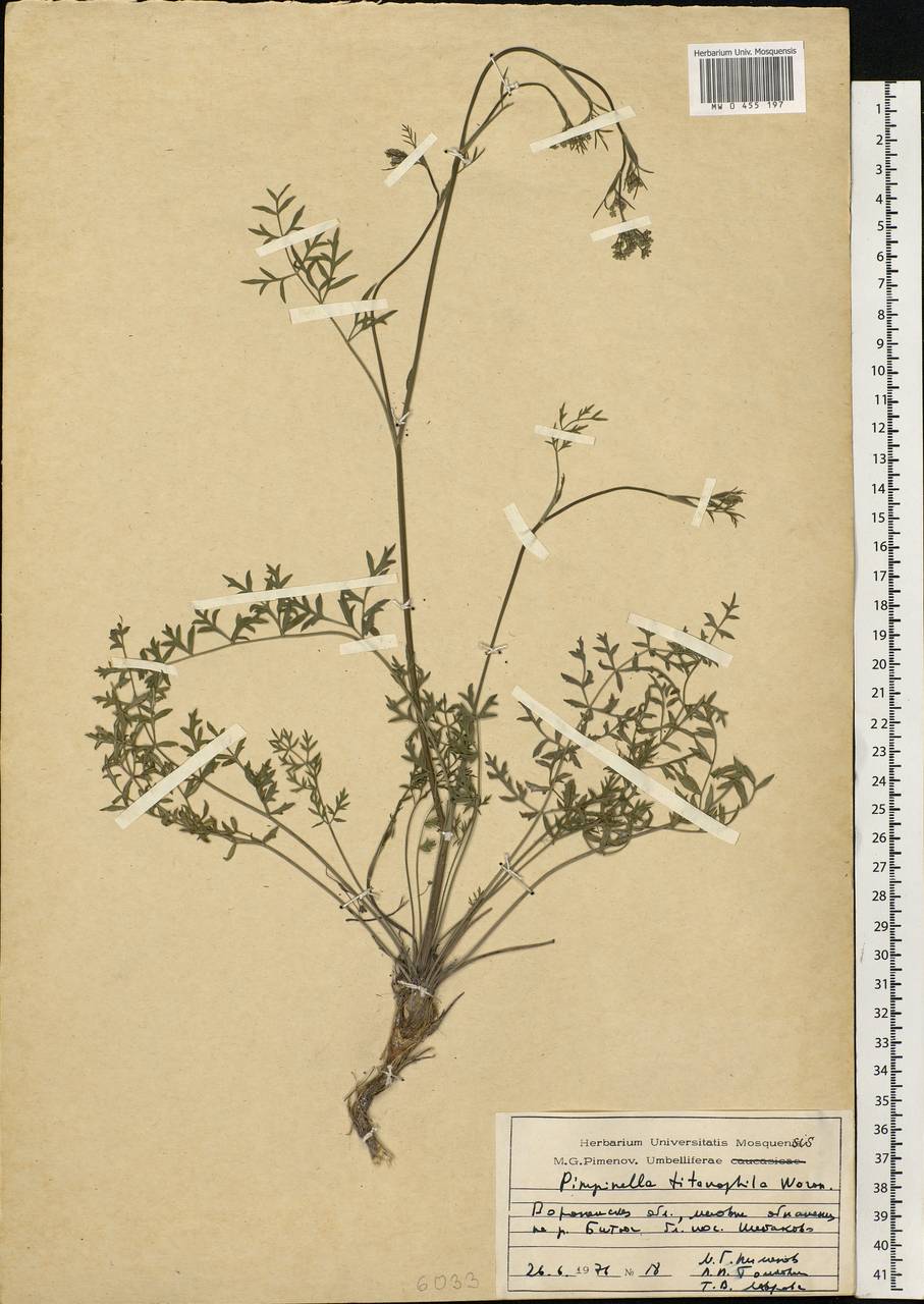 Pimpinella tragium Vill., Eastern Europe, Central forest-and-steppe region (E6) (Russia)