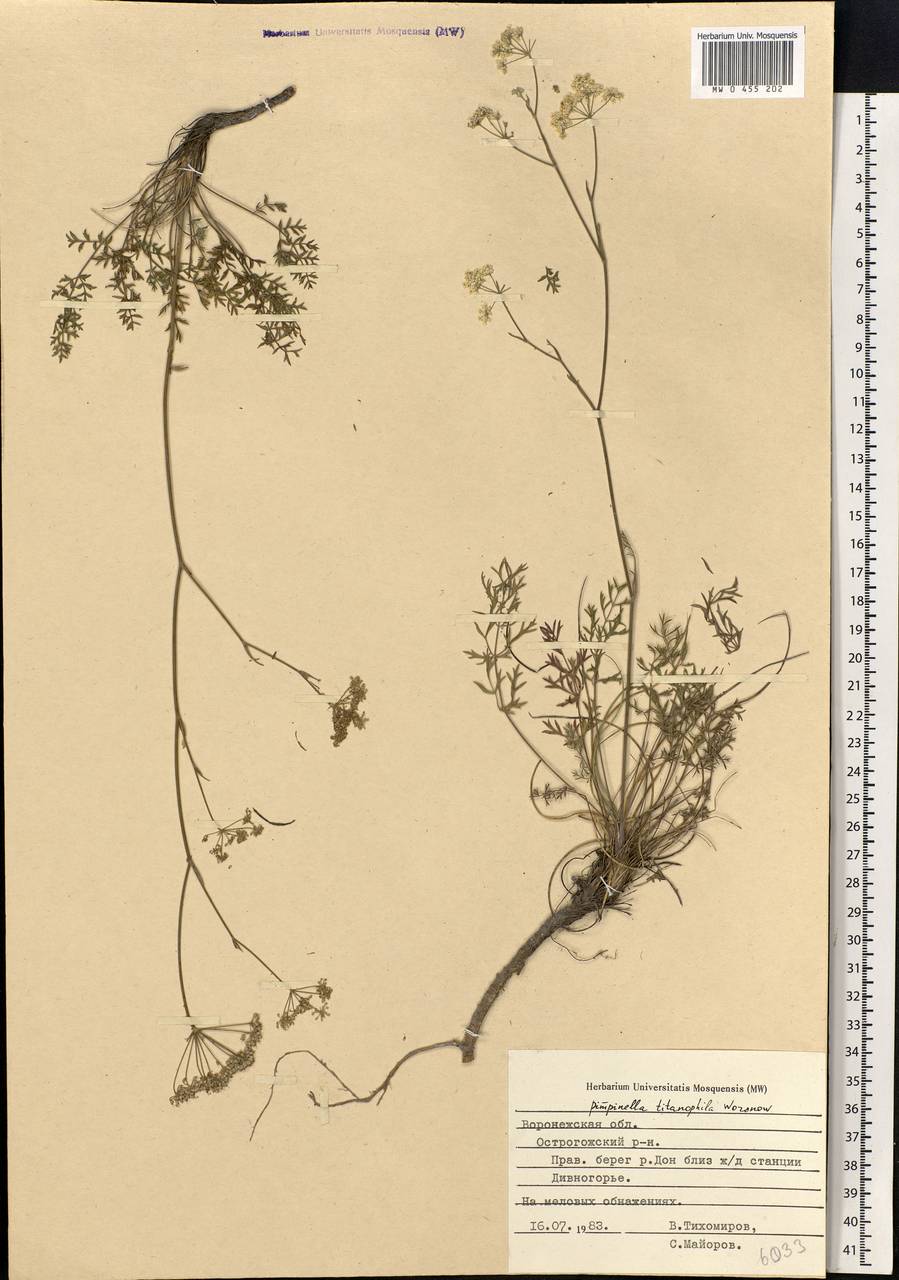 Pimpinella tragium Vill., Eastern Europe, Central forest-and-steppe region (E6) (Russia)