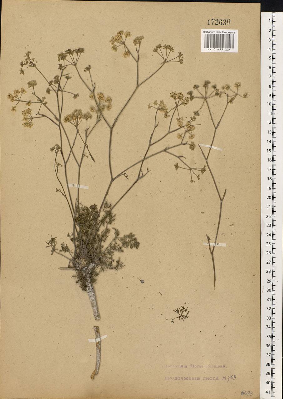 Pimpinella tragium Vill., Eastern Europe, Central forest-and-steppe region (E6) (Russia)